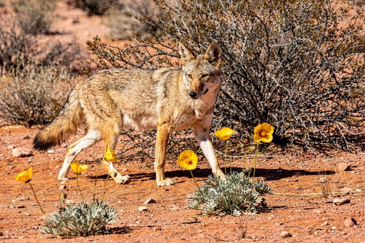 Coyote