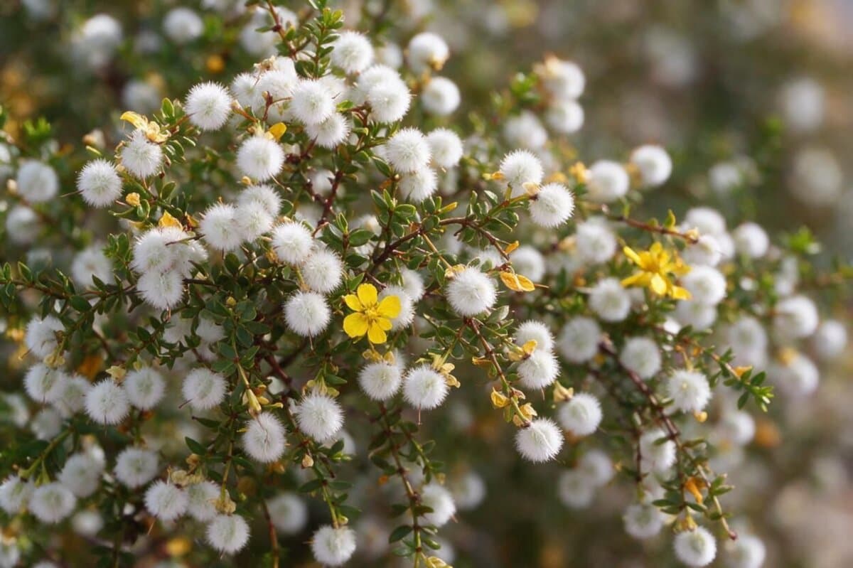 Creosote Bush