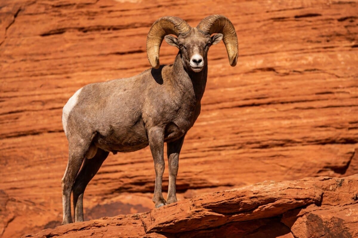 Desert Bighorn Sheep