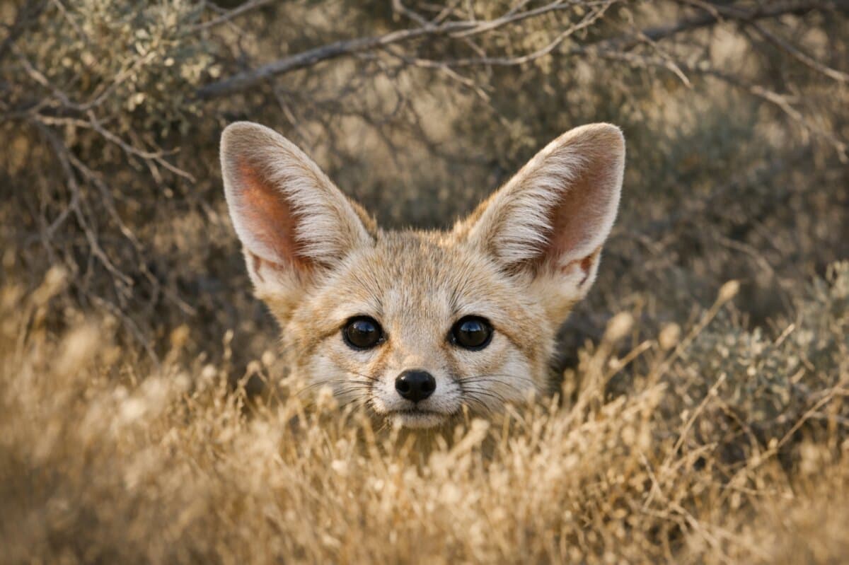 Kit Fox