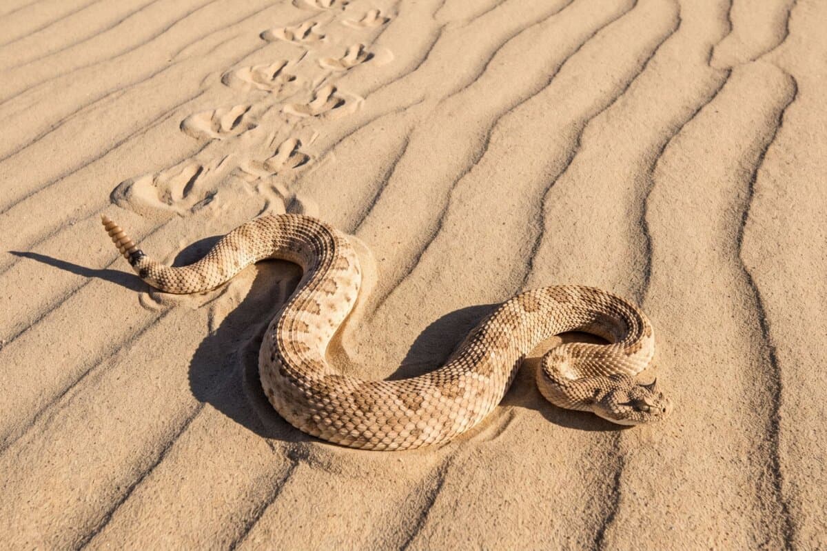 Sidewinder Rattlesnake